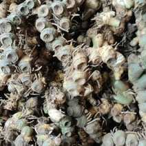 竹根七
