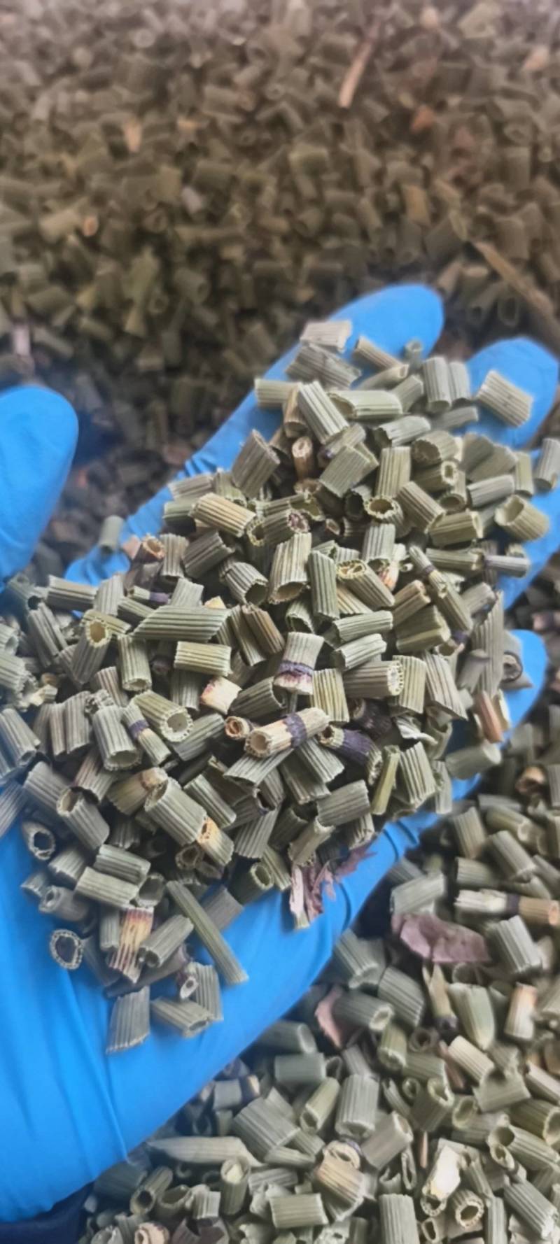 木贼木贼统段今年新货产地吉林省地道药材紫轩堂药业