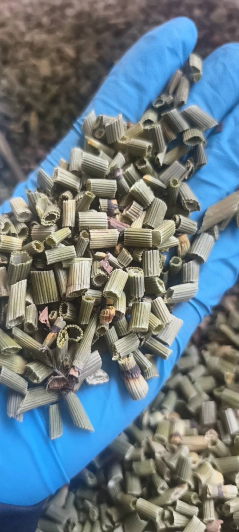 木贼木贼统段今年新货产地吉林省地道药材紫轩堂药业