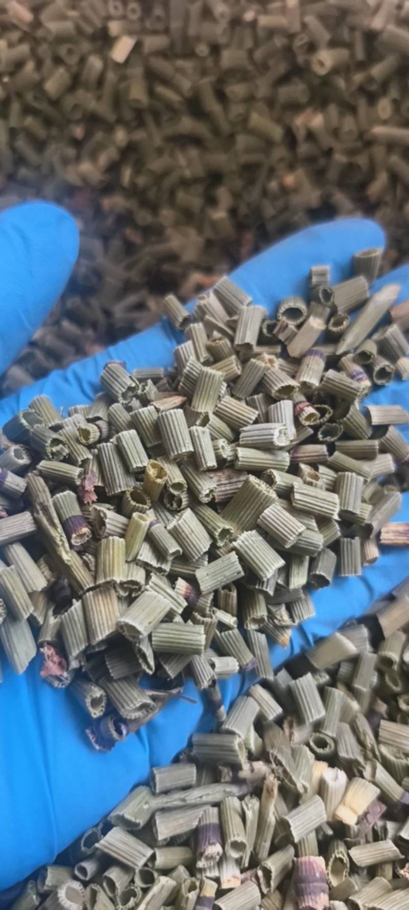 木贼木贼统段今年新货产地吉林省地道药材紫轩堂药业