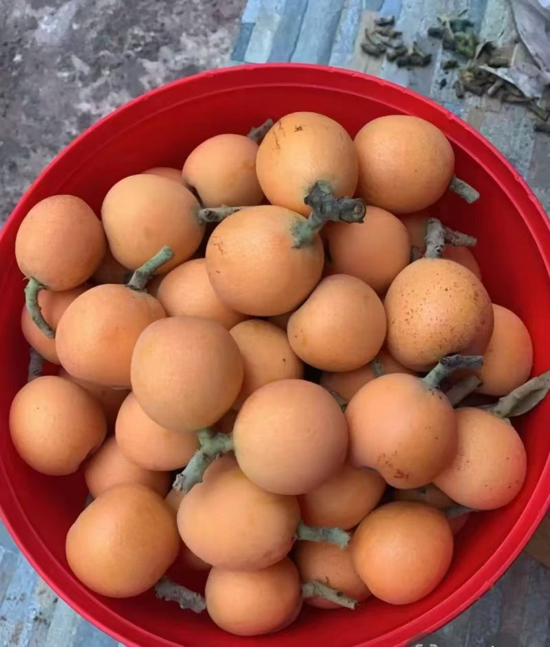 大五星枇杷