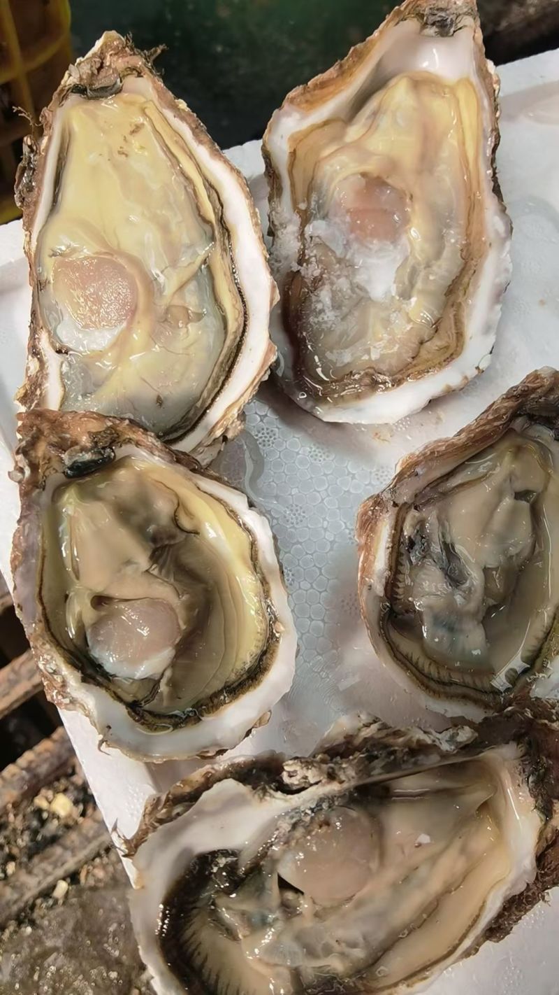 生蚝，大连生蚝乳山生蚝精品蚝流通蚝全国各地发货