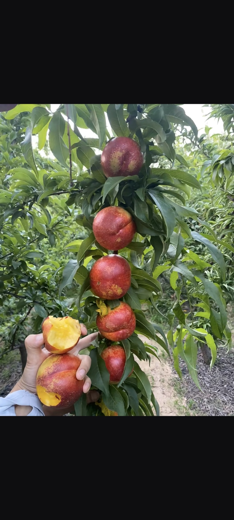 辽南油桃