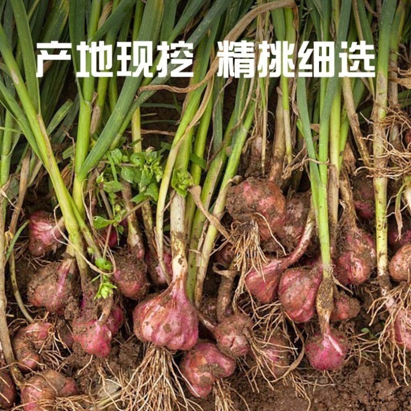 河北邯郸紫皮鲜大蒜/产区直发/货源充足/欢迎购买