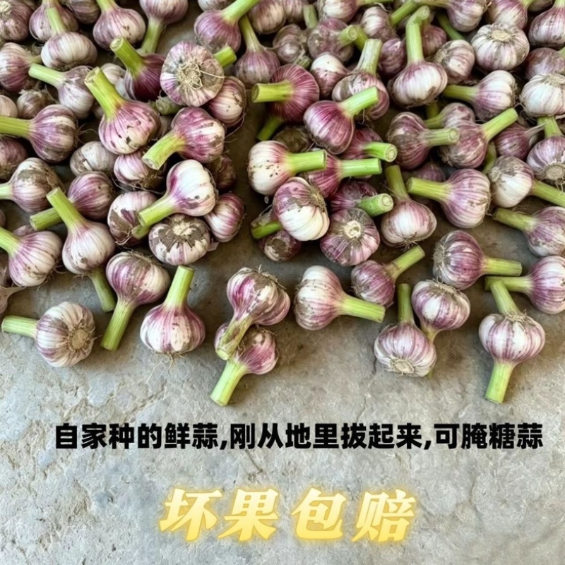 河北邯郸紫皮鲜大蒜/产区直发/货源充足/欢迎购买