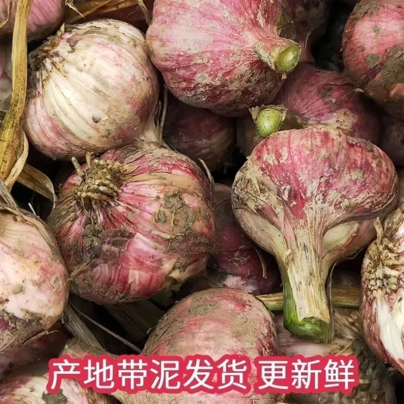 河北邯郸紫皮鲜大蒜/产区直发/货源充足/欢迎购买