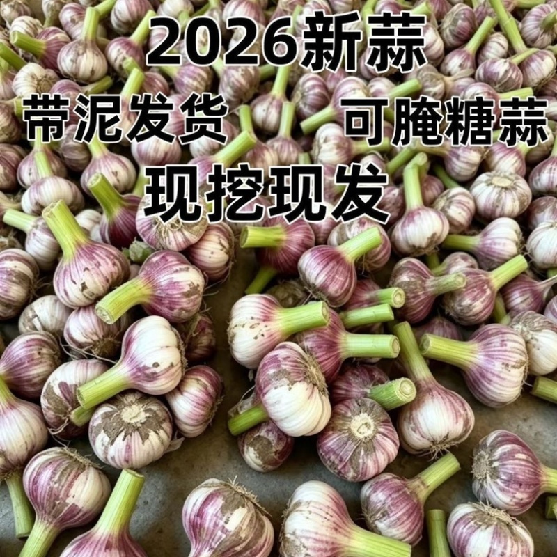 河北邯郸紫皮鲜大蒜/产区直发/货源充足/欢迎购买