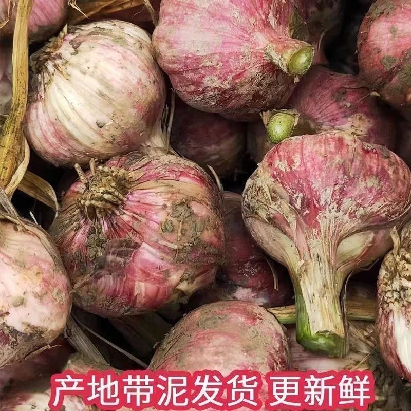 河北邯郸紫皮鲜大蒜/产区直发/货源充足/欢迎购买