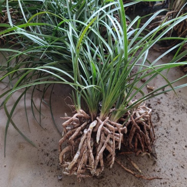 随州蕙兰2盆起发3至4年熟草开花浓香九节兰老品种易成活
