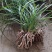 随州蕙兰2盆起发3至4年熟草开花浓香九节兰老品种易成活