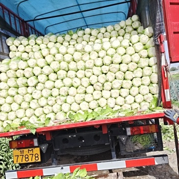 黄心娃娃菜品质保证服务周到产地直发价格美丽