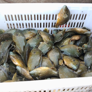 重庆巴南区自有塘口精品太阳鱼规格达标量大稳定供货