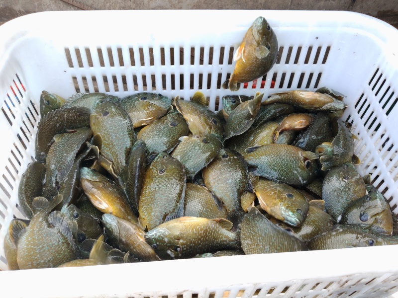 重庆巴南区自有塘口精品太阳鱼规格达标量大稳定供货