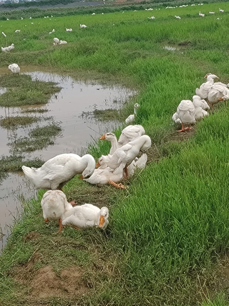 放养大鹅