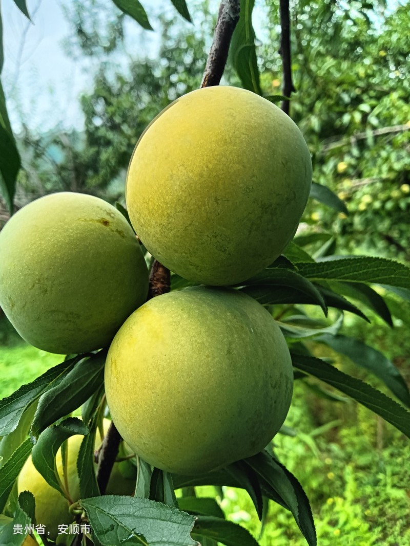 四月李蜂糖李