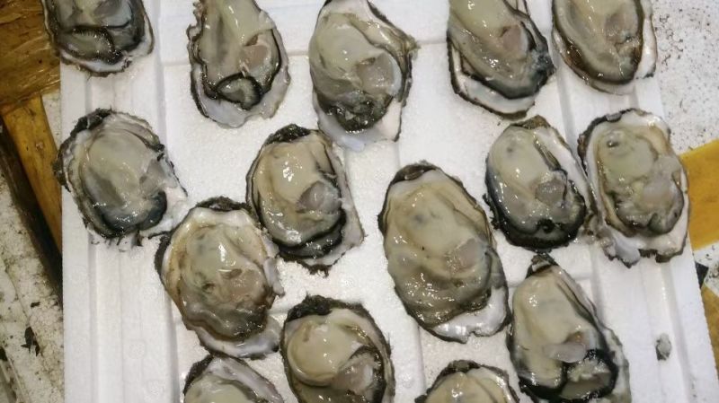 生蚝精品生蚝乳山生蚝大连生蚝夜市大排档酒店自助餐