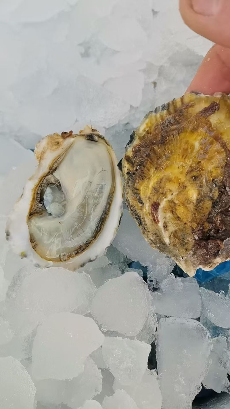 生蚝精品生蚝乳山生蚝大连生蚝夜市大排档酒店自助餐
