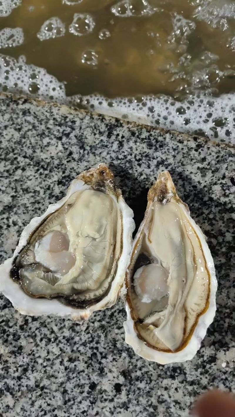 生蚝精品生蚝乳山生蚝大连生蚝夜市大排档酒店自助餐