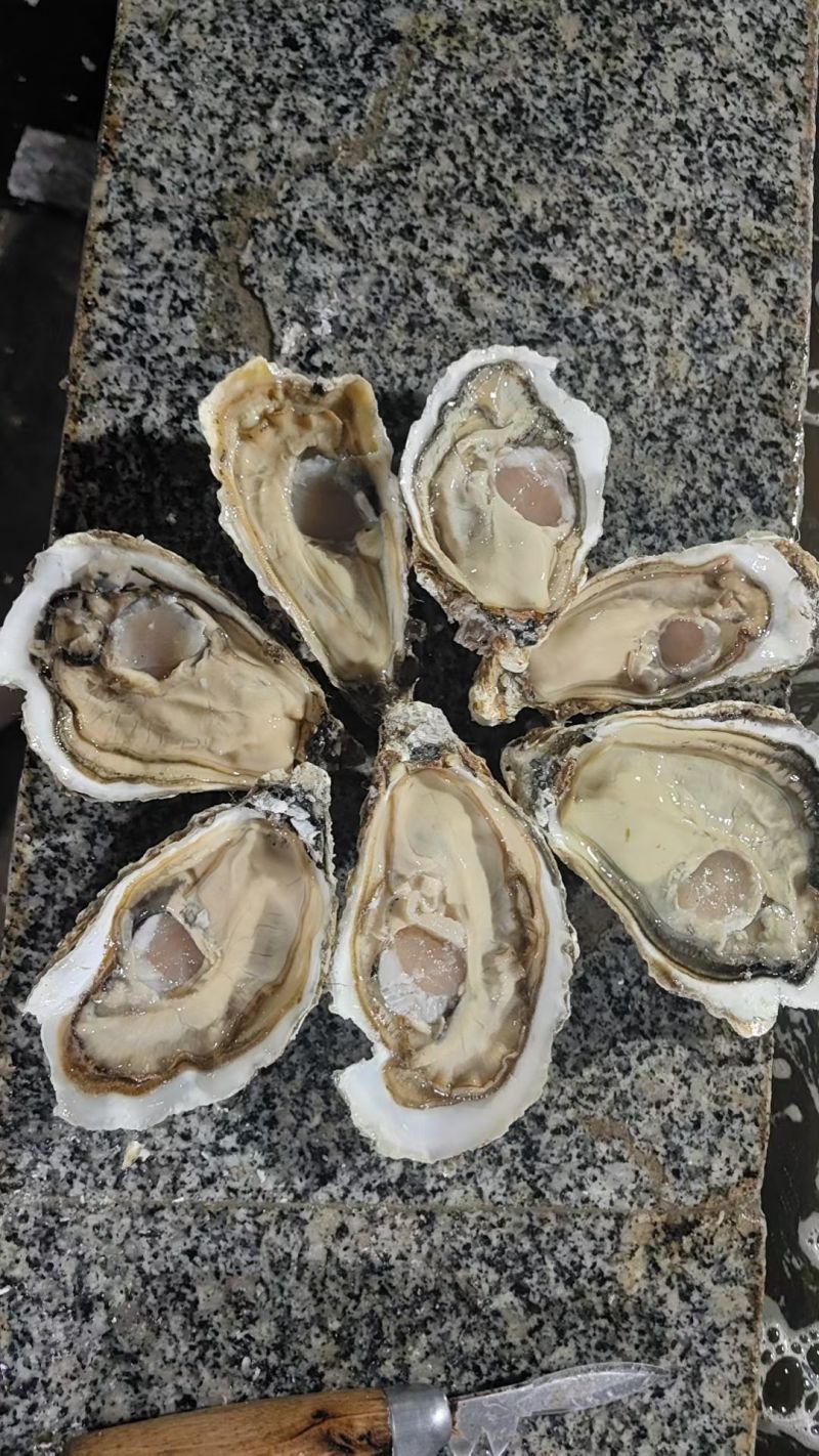 生蚝精品生蚝乳山生蚝大连生蚝夜市大排档酒店自助餐