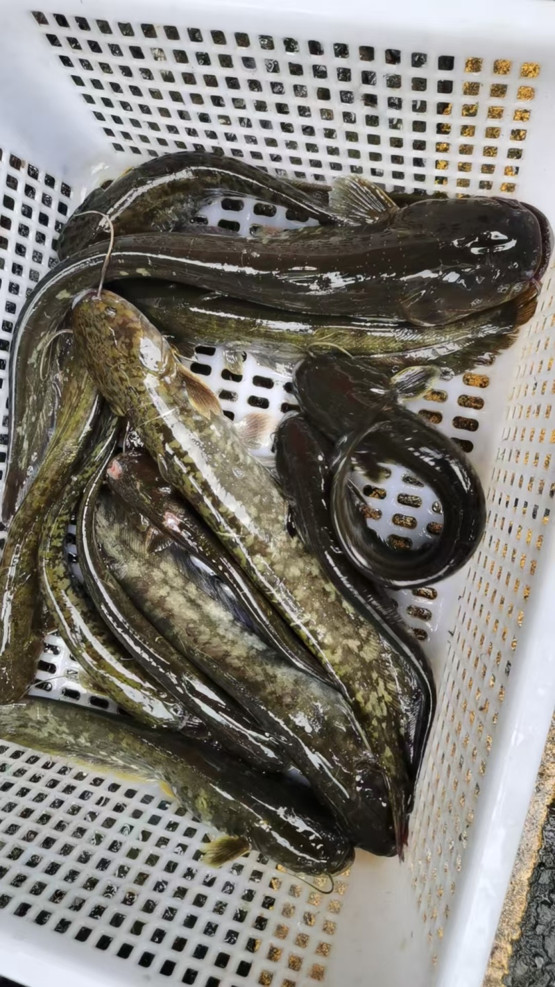 贵州鲶鱼土鲶鱼大量有货可视频看货欢迎联系