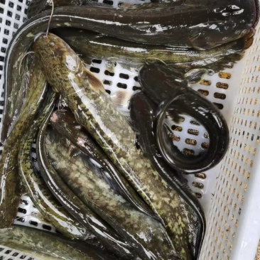 贵州鲶鱼土鲶鱼大量有货可视频看货欢迎联系