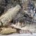 野生鲫鱼常年有货原塘口鲫鱼量大从优可视频看货联系