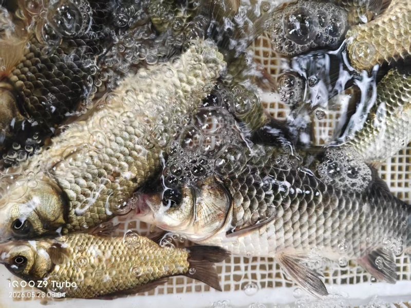 野生鲫鱼常年有货原塘口鲫鱼量大从优可视频看货联系
