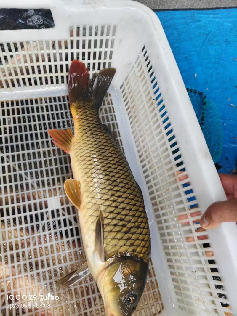 鲤鱼新鲜活鲤鱼养殖场直供可视频看货欢迎联系
