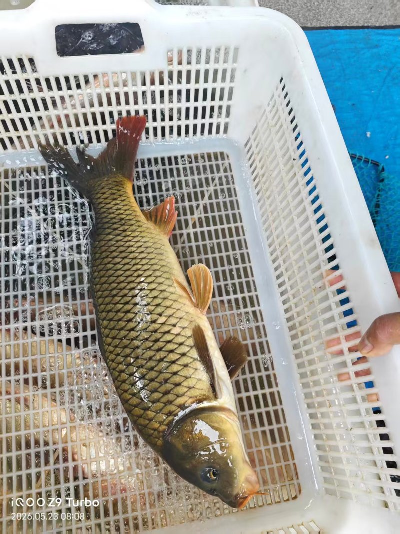 鲤鱼新鲜活鲤鱼养殖场直供可视频看货欢迎联系