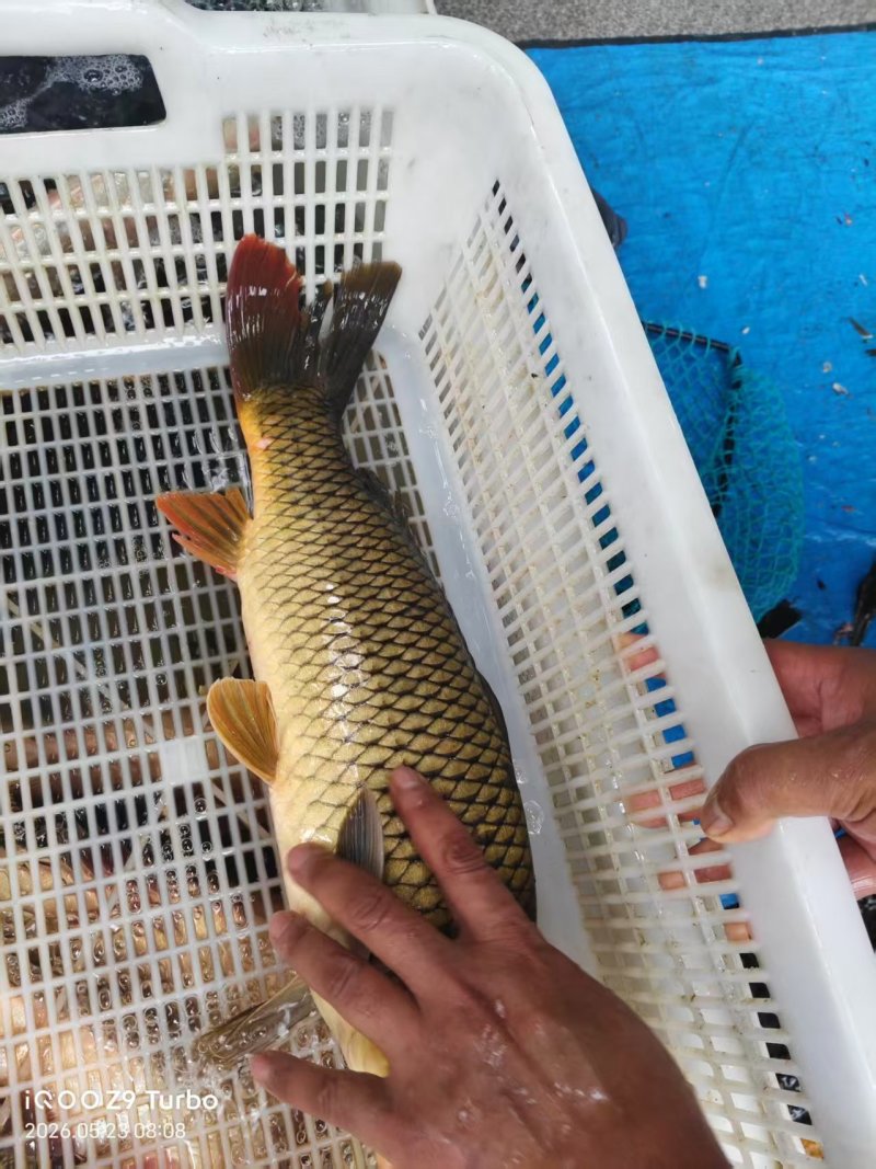 鲤鱼新鲜活鲤鱼养殖场直供可视频看货欢迎联系