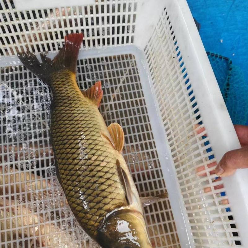 鲤鱼新鲜活鲤鱼养殖场直供可视频看货欢迎联系