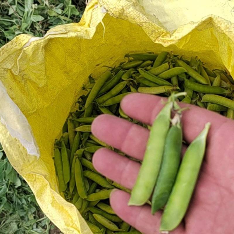 河北廊坊豌豆，原产地，物美价廉，品质高，欢迎，实地考察