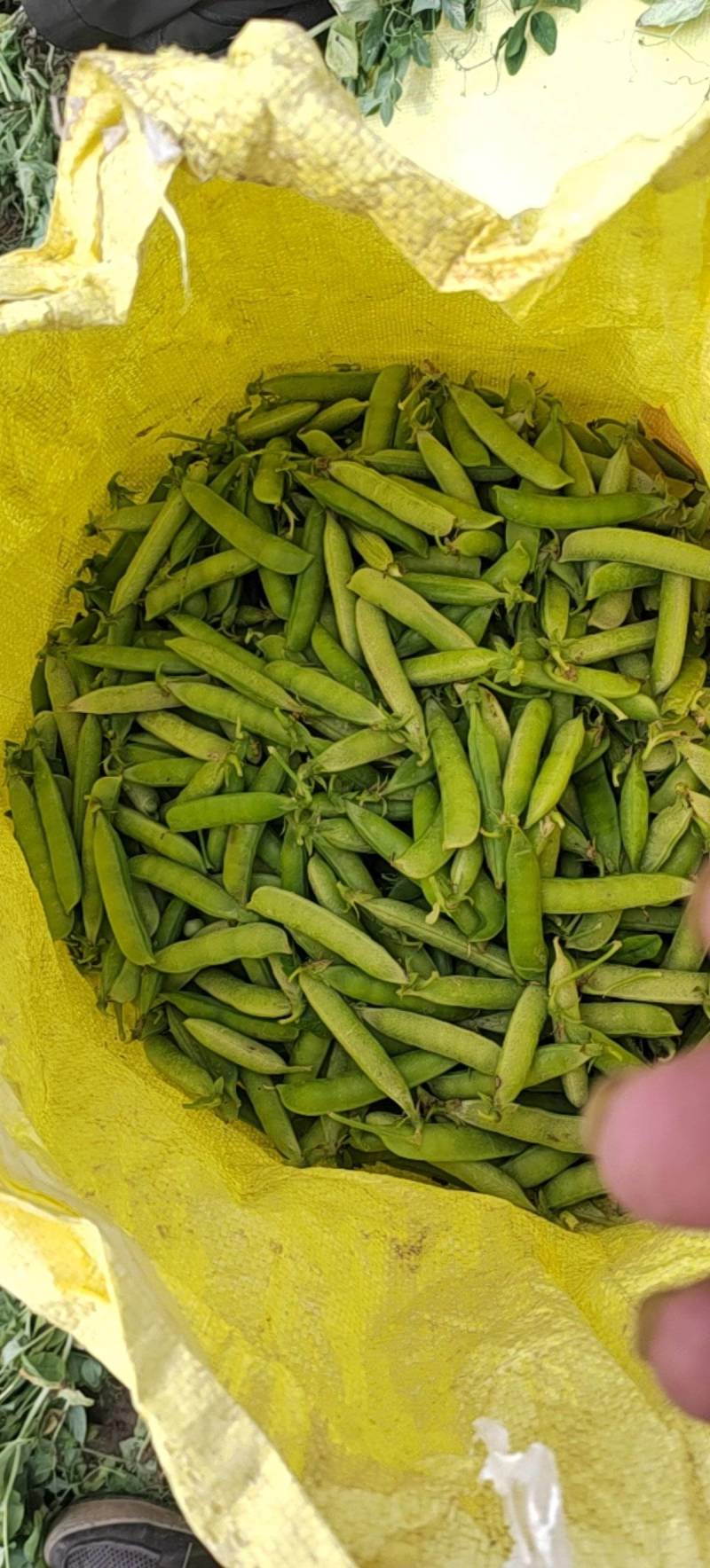 河北廊坊豌豆，原产地，物美价廉，品质高，欢迎，实地考察