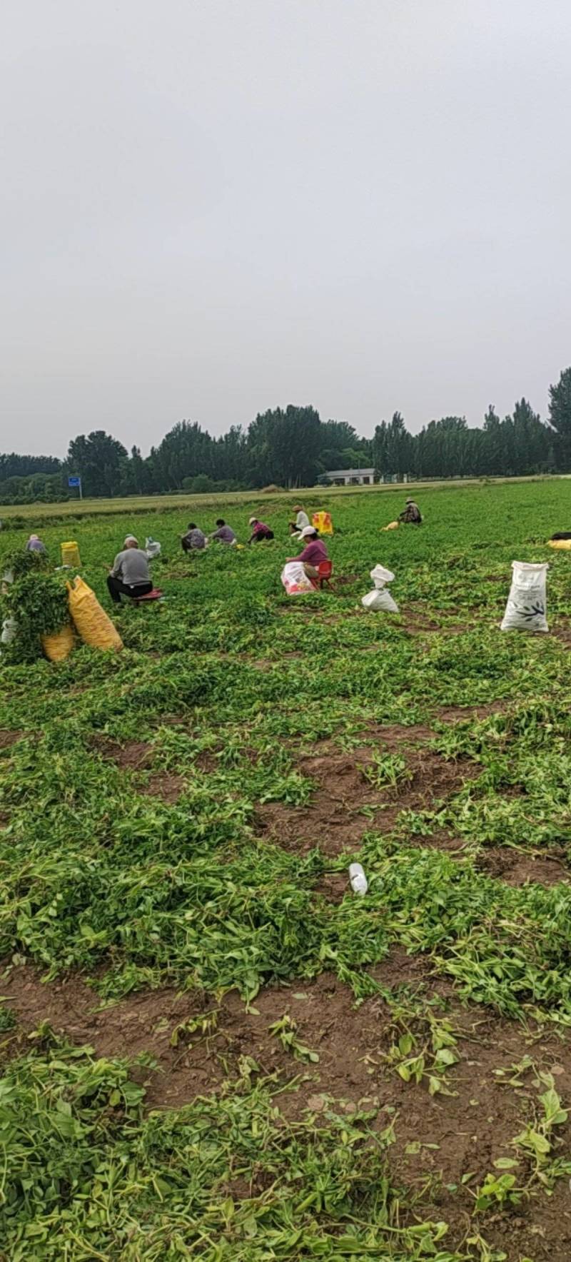 河北廊坊豌豆，原产地，物美价廉，品质高，欢迎，实地考察