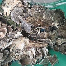 野生云芝正宗长白山天然灵芝菇菌包邮无硫干货特产可代打粉