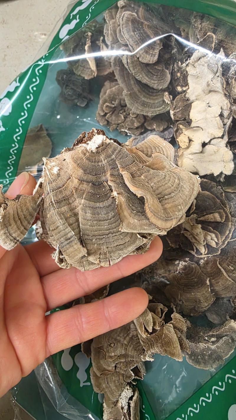 野生云芝正宗长白山天然灵芝菇菌包邮无硫干货特产可代打粉