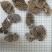 野生云芝正宗长白山天然灵芝菇菌包邮无硫干货特产可代打粉
