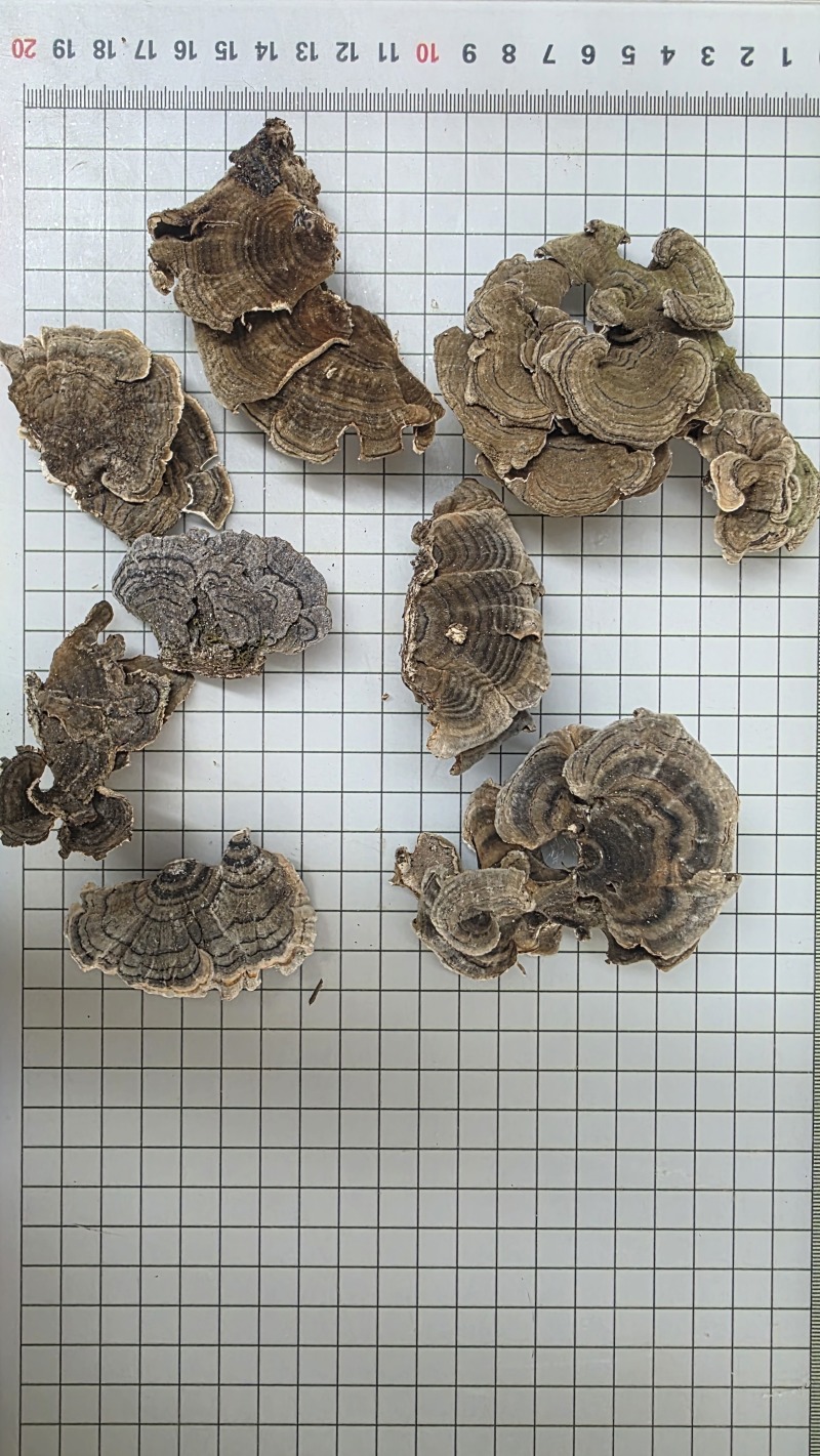 野生云芝正宗长白山天然灵芝菇菌包邮无硫干货特产可代打粉