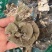野生云芝正宗长白山天然灵芝菇菌包邮无硫干货特产可代打粉