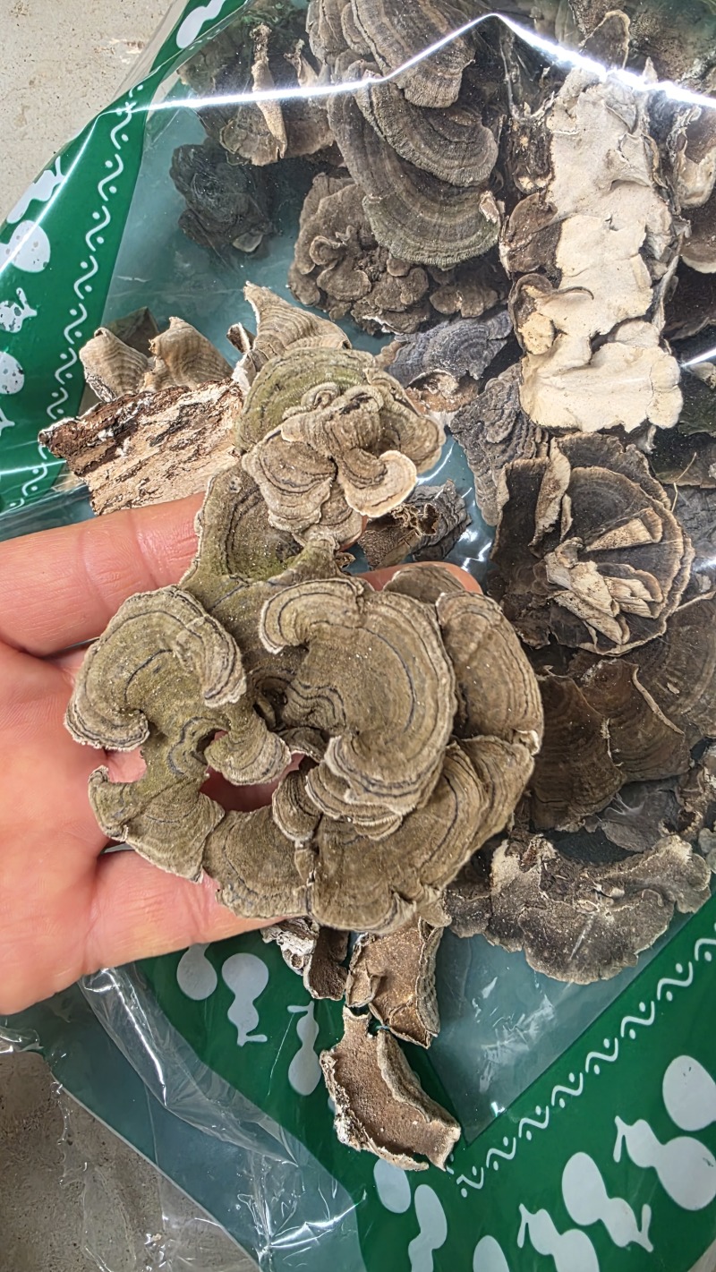 野生云芝正宗长白山天然灵芝菇菌包邮无硫干货特产可代打粉