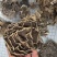 野生云芝正宗长白山天然灵芝菇菌包邮无硫干货特产可代打粉