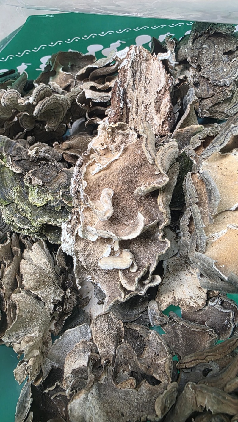 野生云芝正宗长白山天然灵芝菇菌包邮无硫干货特产可代打粉