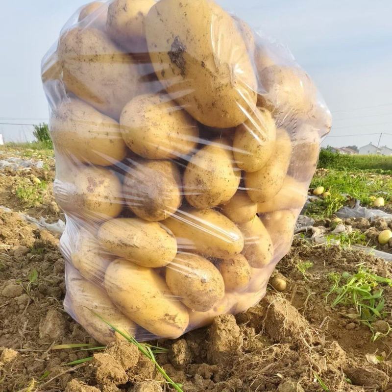 精品土豆基地大量上市，对接各大商超，对接全国各地批发市场