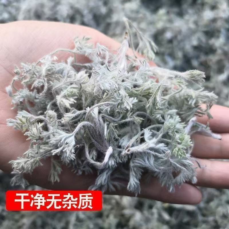 茵陈中药材正品茵陈无硫熏茵陈品质保证自然晾晒