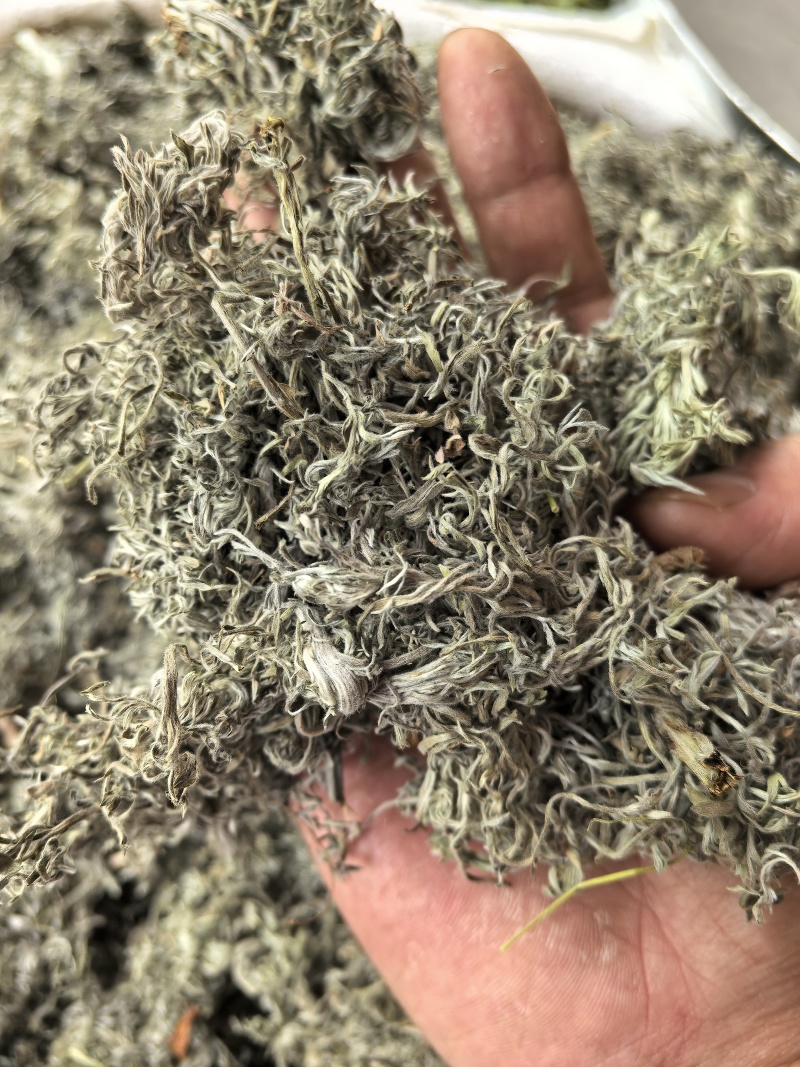 茵陈中药材正品茵陈无硫熏茵陈品质保证自然晾晒
