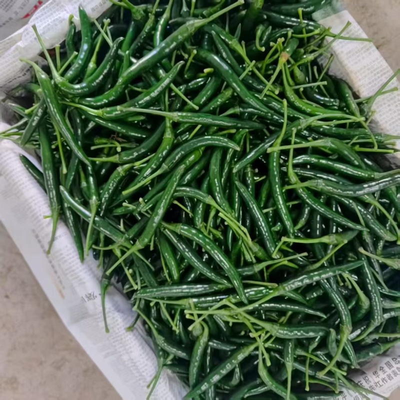 新苗（黑娃）青小米辣大量上市！欢迎来单，基地货一手货源