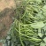 榴莲蜜薯苗