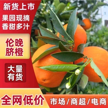湖北伦晚脐橙现采现发，高糖爆汁皮薄肉厚，全程保鲜配发