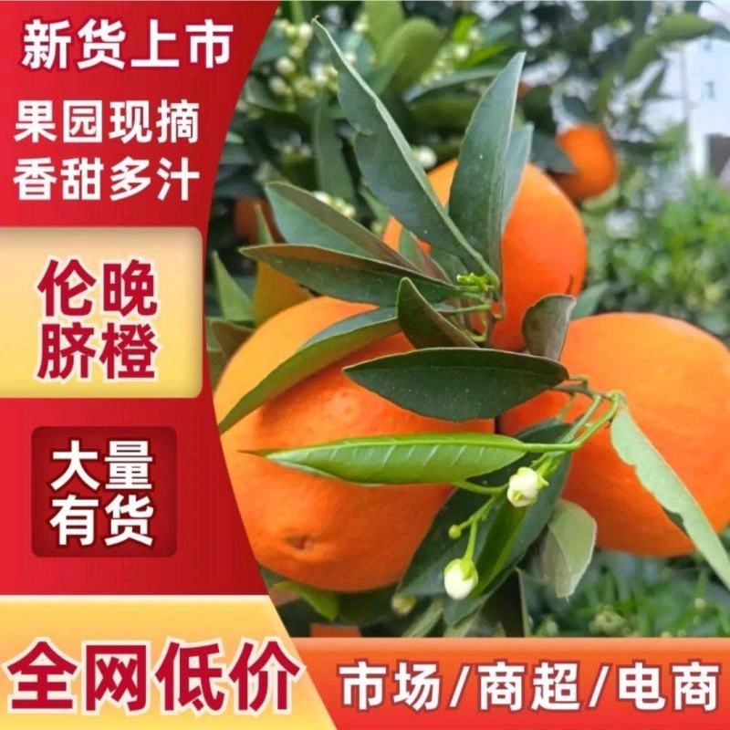 湖北伦晚脐橙现采现发，高糖爆汁皮薄肉厚，全程保鲜配发