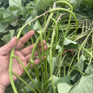 榴莲蜜薯苗